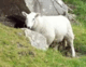 Avatar von sheepyie